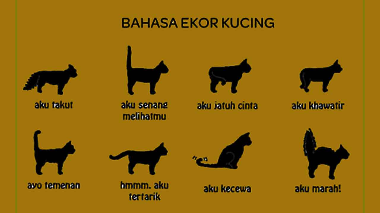 Bahasa Ekor Kucing