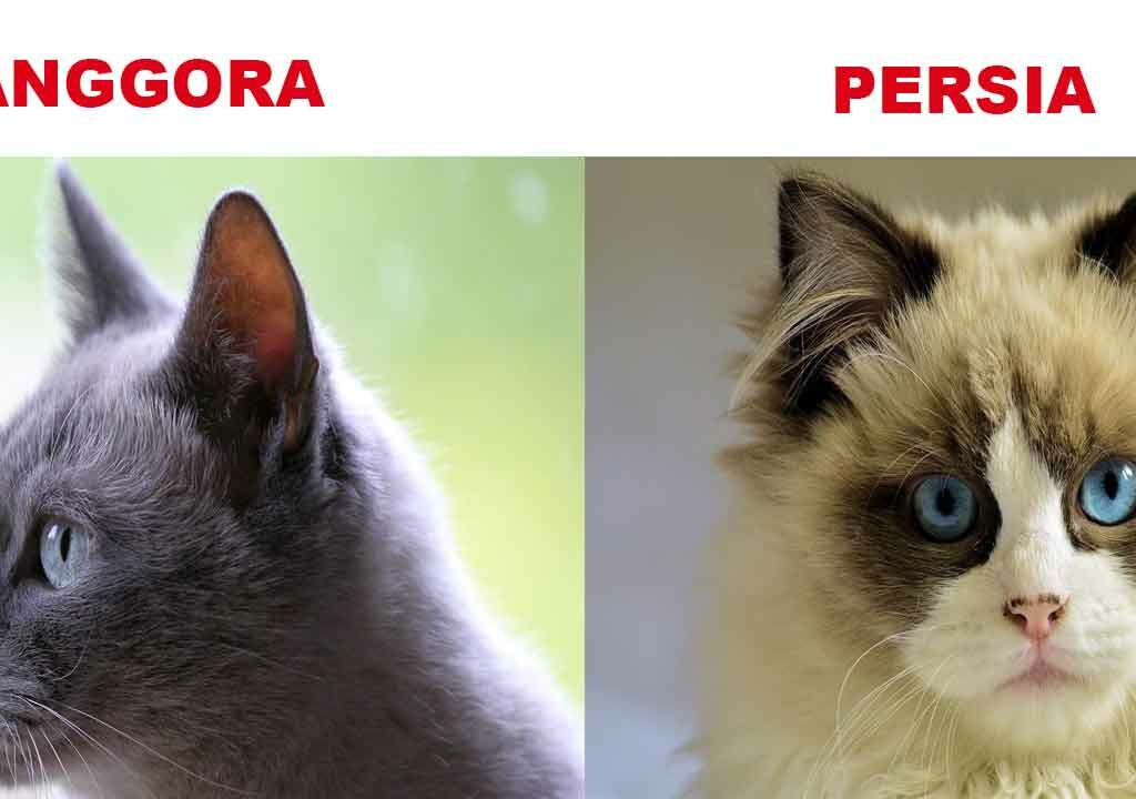 Perbedaan Kucing Persia Dan Anggora