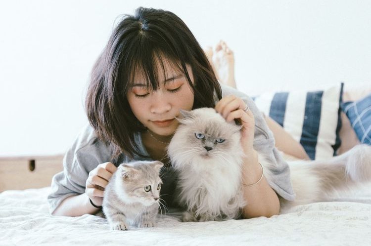 7 Tips Menjaga Kesehatan Kucing Peliharaan 