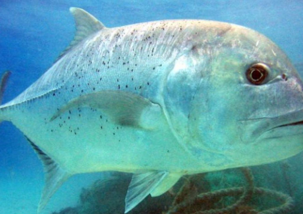 5 Daerah Penghasil Ikan Terbesar di Indonesia