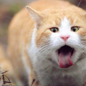 Jenis Muntahan Kucing yang Perlu Diketahui Cat Lovers