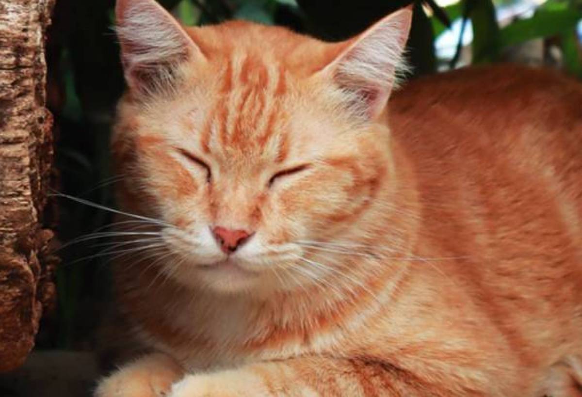 5 Mitos Menabrak Kucing di Indonesia