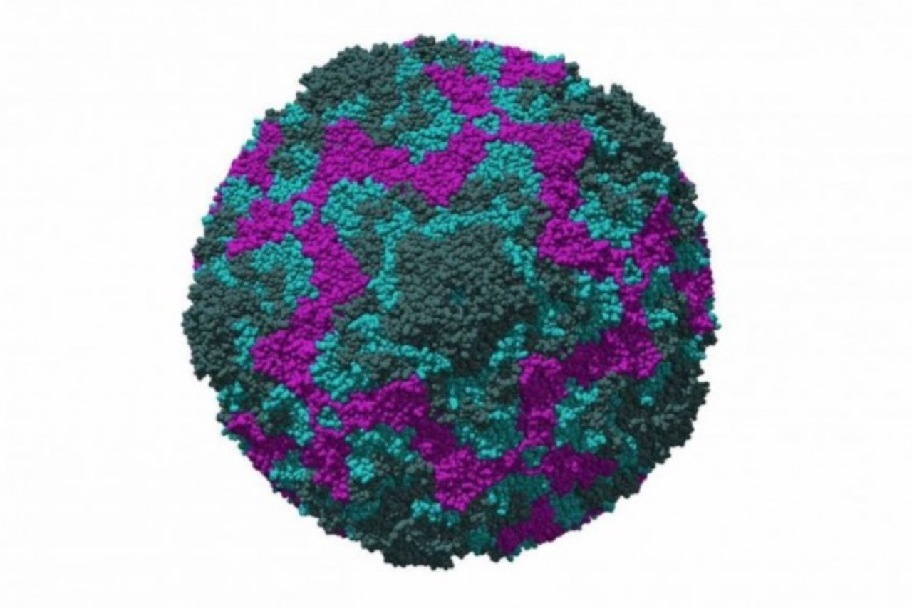 Mengenal Enterovirus Virus yang Berpotensi Sebabkan Diabetes Tipe 1