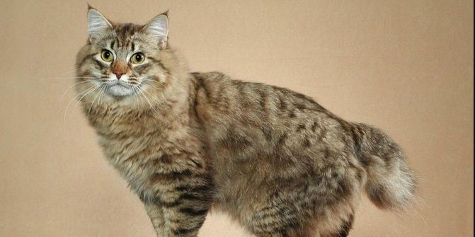 Mengenal Jenis Kucing Anggora dan Cara Merawatnya