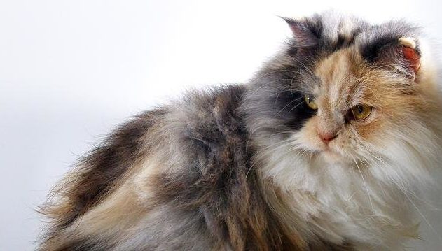 Mengenal Jenis Kucing Anggora dan Cara Merawatnya