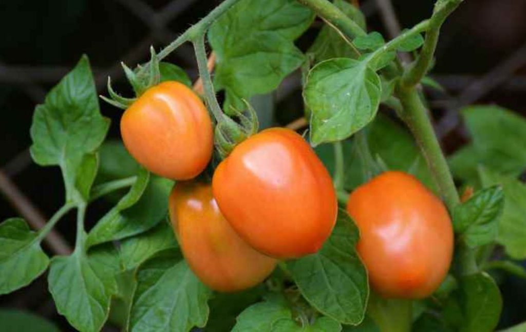 Kiat Mengatasi Hama Ulat yang Menyerang Tanaman Tomat