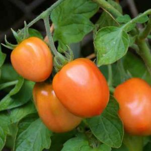 Kiat Mengatasi Hama Ulat yang Menyerang Tanaman Tomat