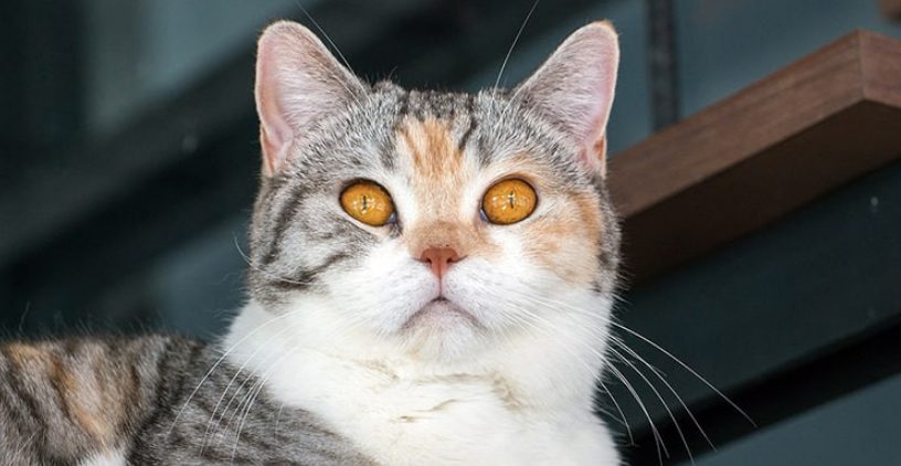  Inilah 12 Jenis Ras Kucing Langka di Dunia yang Masih Hidup, Ada dari Indonesia!