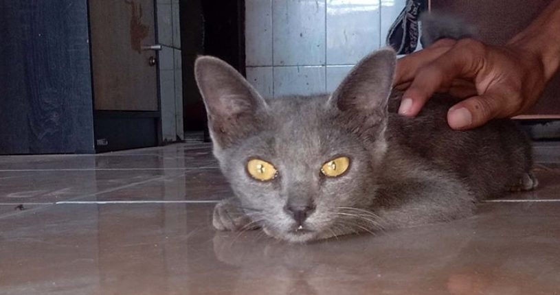  Inilah 12 Jenis Ras Kucing Langka di Dunia yang Masih Hidup, Ada dari Indonesia!