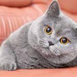 7 Cara Efektif Mengatasi Bulu Kucing Rontok, Yang Perlu Catlover Ketahui