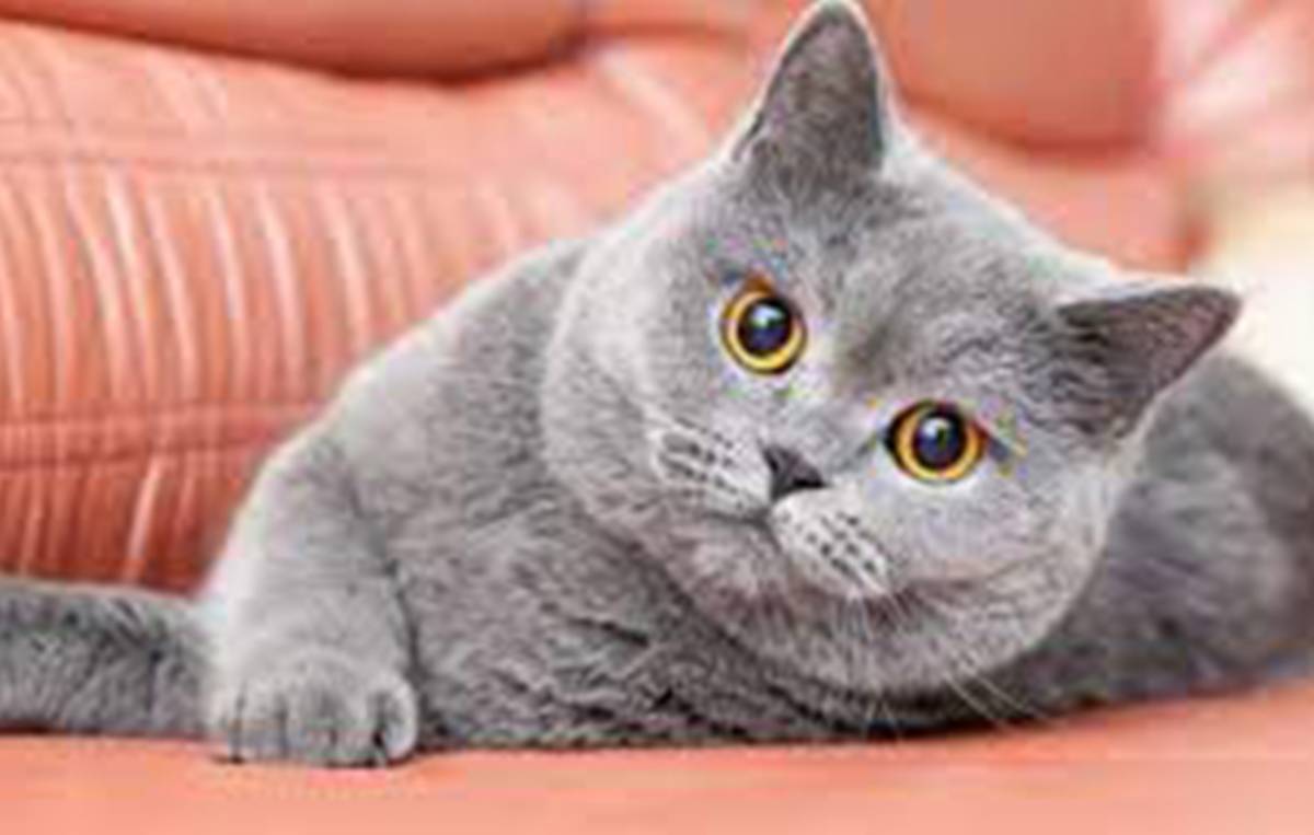 7 Cara Efektif Mengatasi Bulu Kucing Rontok, Yang Perlu Catlover Ketahui