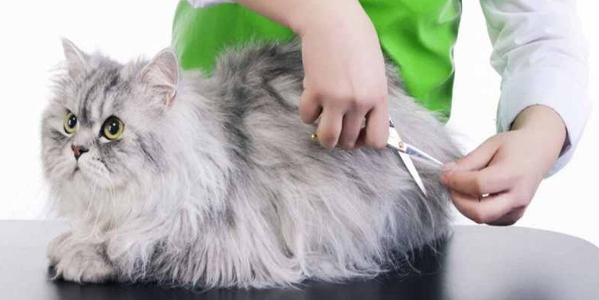 4 Cara Merawat Kucing Untuk Pemula, Buat Kamu Yang Pertama Kali Ingin Pelihara Kucing
