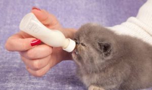 Cara Memberi Susu pada Anak Kucing, Simak Penjelasannya