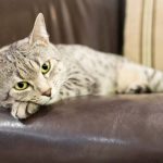 4 Penyebab Pneumonia pada Kucing dan Gejalanya, Yuk Simak Para Catlovers