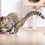7 Cara Menjinakkan Kucing Agar Mudah Di Ajak Bermain, Buat Kamu Para Catlovers