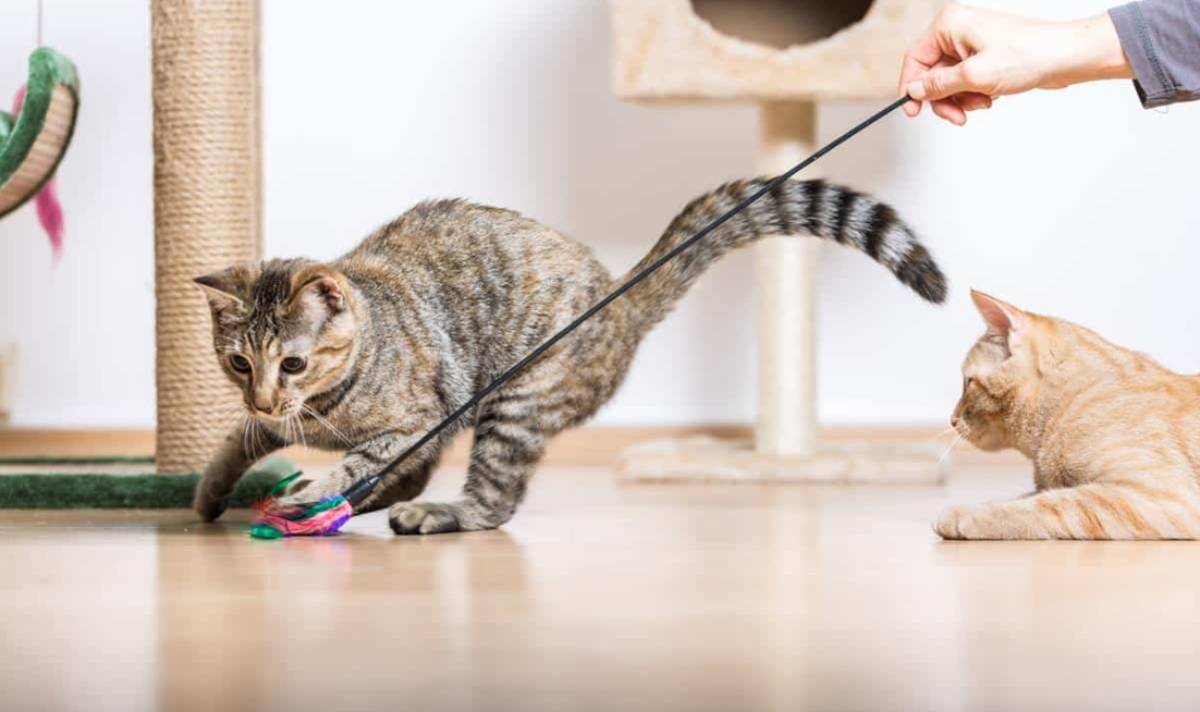 7 Cara Menjinakkan Kucing Agar Mudah Di Ajak Bermain, Buat Kamu Para Catlovers