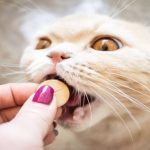 5 Obat Cacing Untuk Kucing Ampuh dan Efektif, Ketahui Cara Pemakaiannya