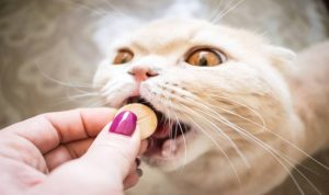5 Obat Cacing Untuk Kucing Ampuh dan Efektif, Ketahui Cara Pemakaiannya