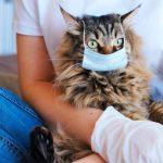 8 Penyakit Yang Sering Menyerang Kucing Peliharaan, Yang Perlu Kamu Ketahui