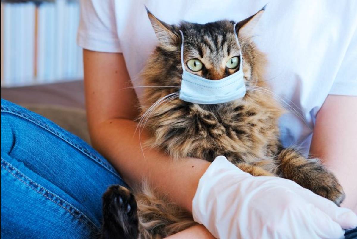 8 Penyakit Yang Sering Menyerang Kucing Peliharaan, Yang Perlu Kamu Ketahui