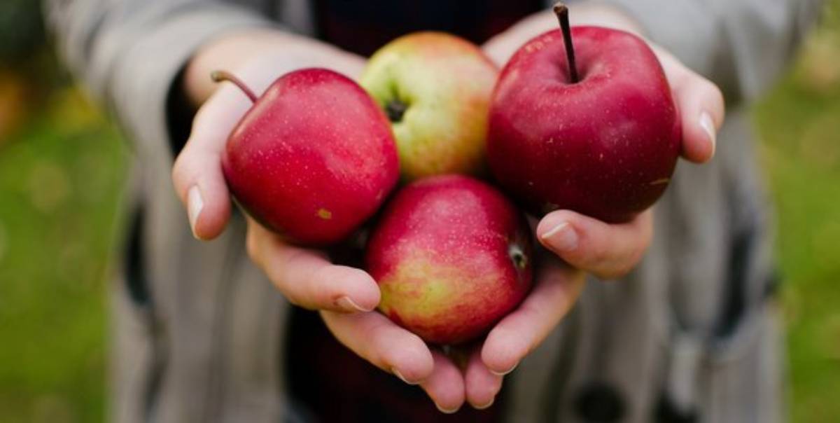Kenali 8 Jenis Apel Populer dan Kandungan Nutrisinya